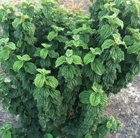 Cornus sanguinea 'Compressa'